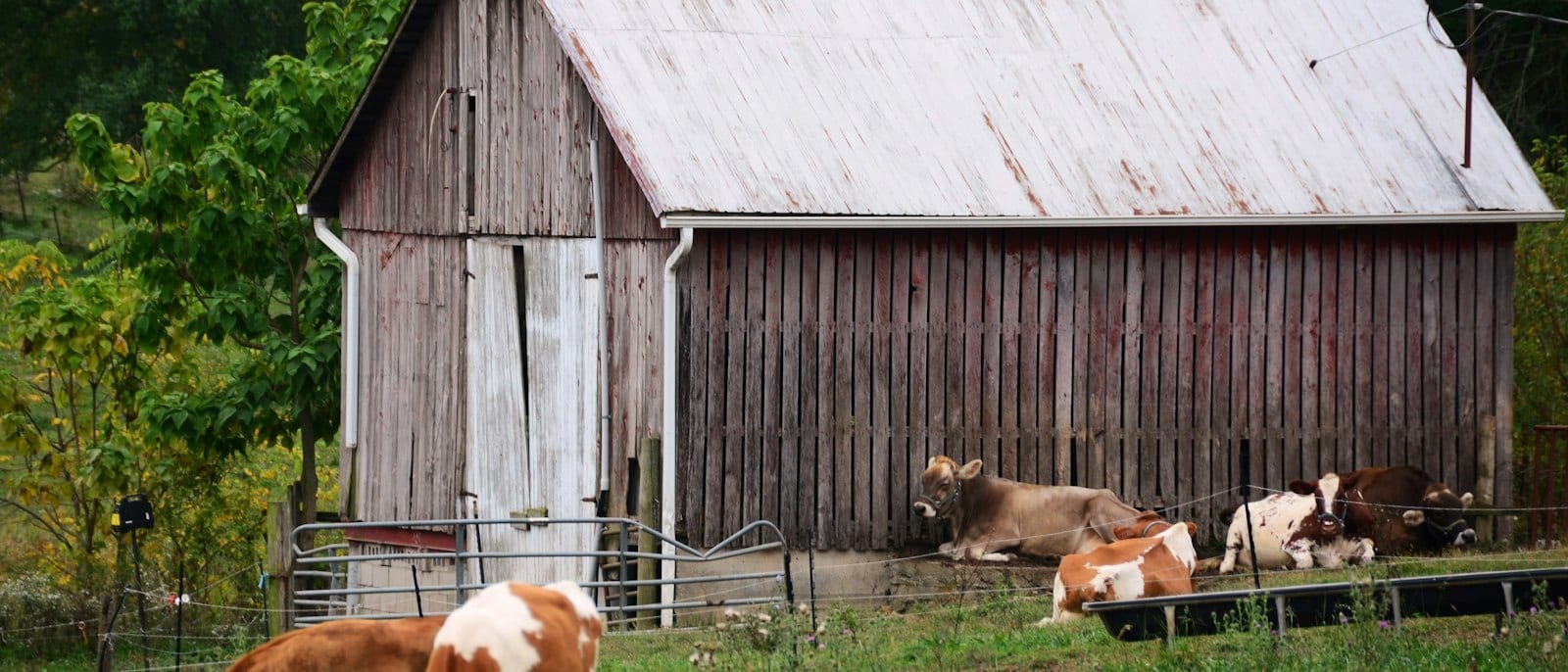 Barn and cattle in a field